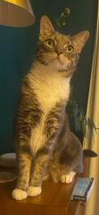 To really like tabby cats