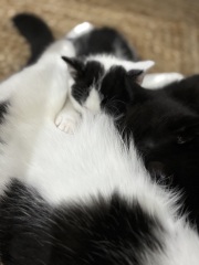 Who wants to wait whilst my kittens are born!
