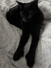 Cats with thumbs!