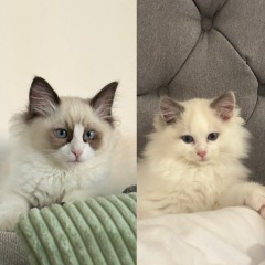 Ragdoll kittens advice