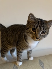To really like tabby cats
