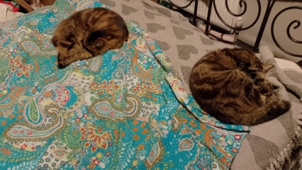 Has anyone discovered a really good cat toy?