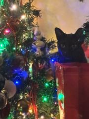 Is there a way to deter my cat from climbing and lying in my Christmas tree?!