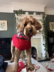Is your pet getting a Christmas present?