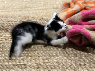 Who wants to wait whilst my kittens are born!
