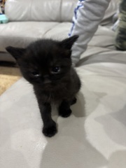 Who wants to wait whilst my kittens are born!