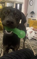 Big dog tips