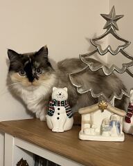 Is there a way to deter my cat from climbing and lying in my Christmas tree?!