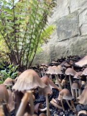 The Nigel Slater Christmas Chronicles Readalong 2025 - Part 3