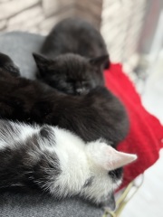 Who wants to wait whilst my kittens are born!