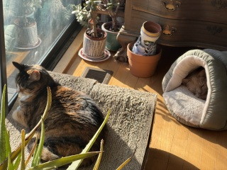 Come and tell us your dull and unexciting news 34: Calmly through the day