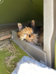 The Nigel Slater Christmas Chronicles Readalong 2025 - Part 3