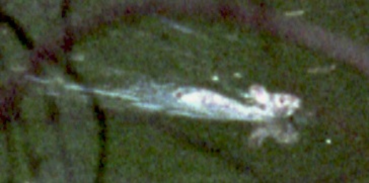 Thread 42 Starmer : Du drikker en kop te, og så tænker du lidt over alting