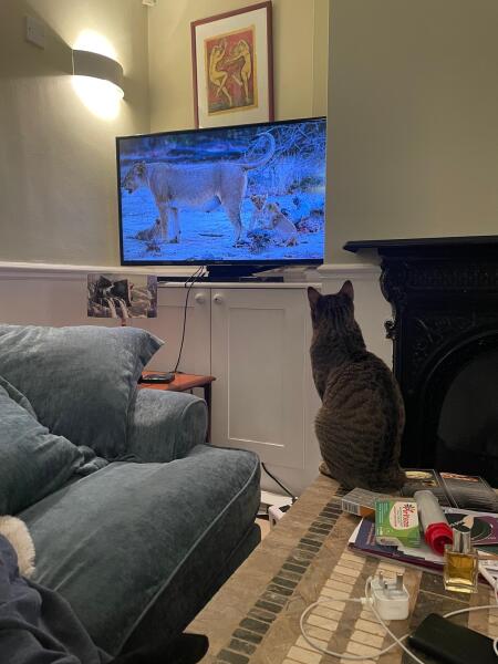 My cat watches TV!