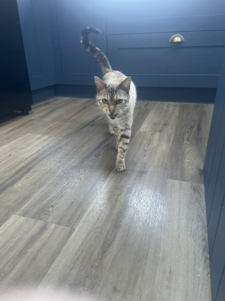 Are your cats training for any careers?