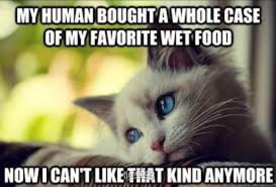 Fussiest cat IN THE WORLD.