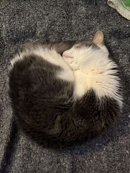 Elderly cat leaving wet patches