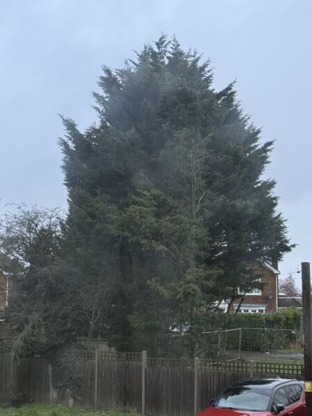 To have spent most of the day in tears over trees