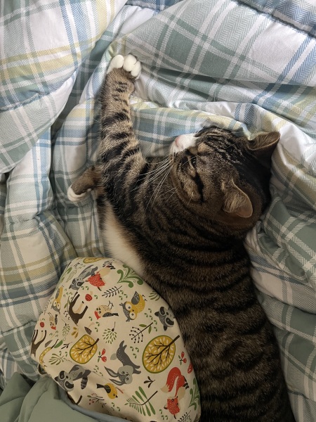 Thread 42 Starmer : Du drikker en kop te, og så tænker du lidt over alting