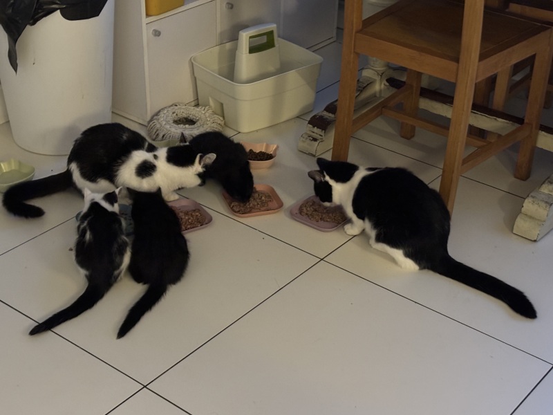 Who wants to wait whilst my kittens are born!