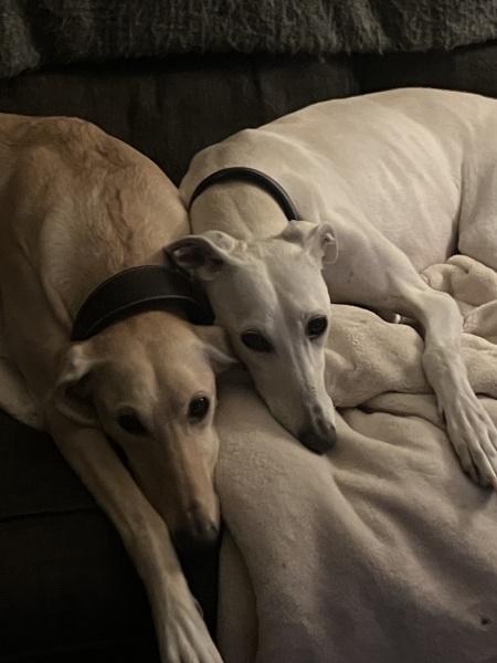 How has your dog embarrassed you in 2025?