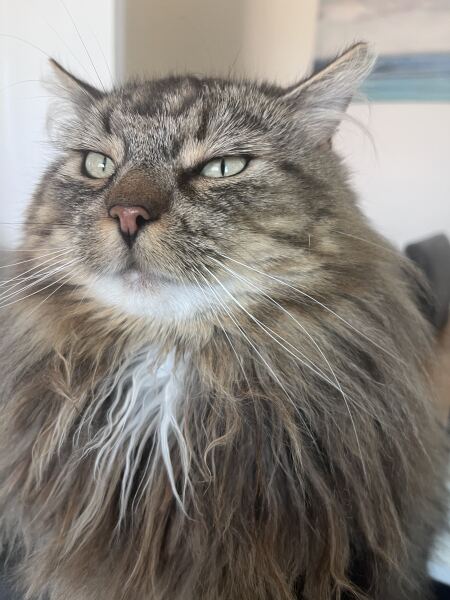 Fussiest cat IN THE WORLD.