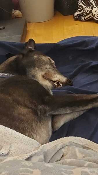 Must greyhounds sleep on sofas?