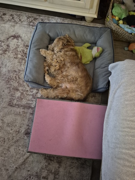 Experienced dog owner, currently dogless, which breed?