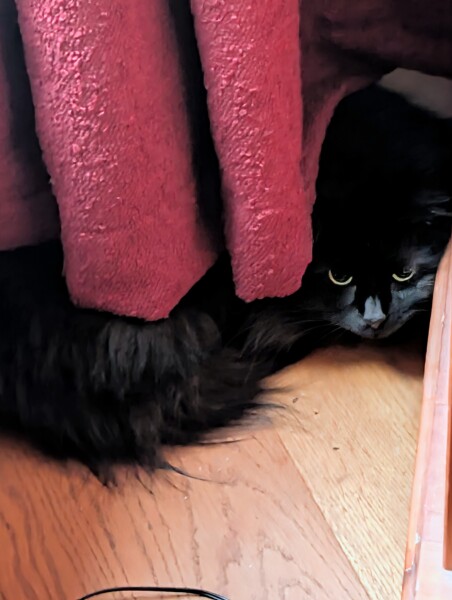 The Excellent Cats welcome the new year by planning an expedition in search of 'She who must not be named'