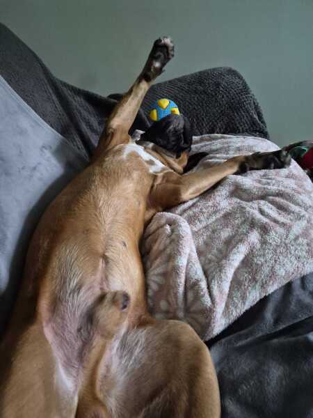 Interesting to watch different dog breeds…