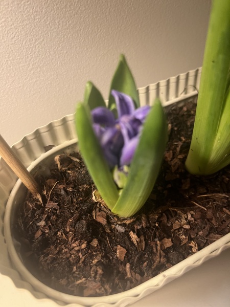 The 2026 Gardening Programme Thread