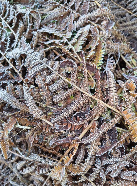 Thread 41 Starmer :  "Alban Arthan"  the returning of the light