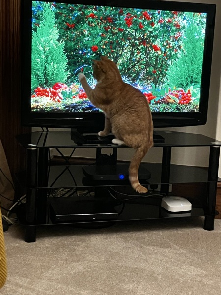 My cat watches TV!