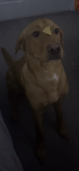 Puppy Survival Thread Autumn 2025 - all welcome!