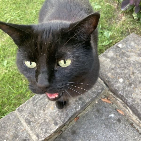 Are your cats training for any careers?
