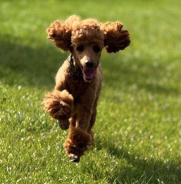 Interesting to watch different dog breeds…