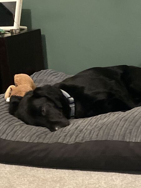 How has your dog embarrassed you in 2025?