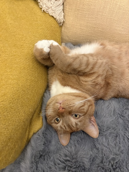 Why is my cat such a dick?