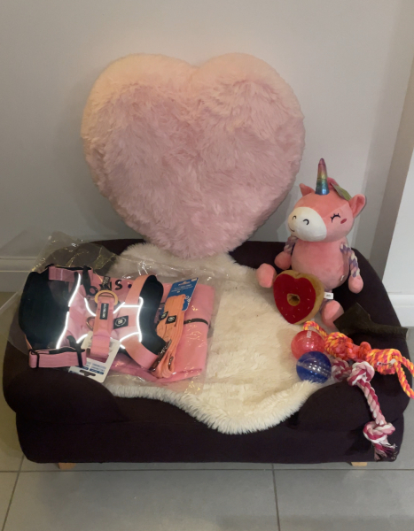 Dog bed suggestions for arthritic lab