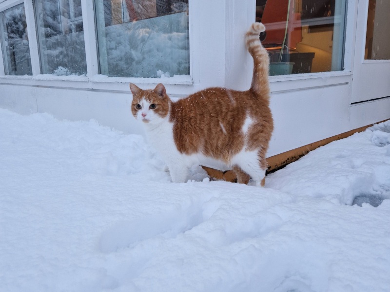 Do you let your cats out in the snow?