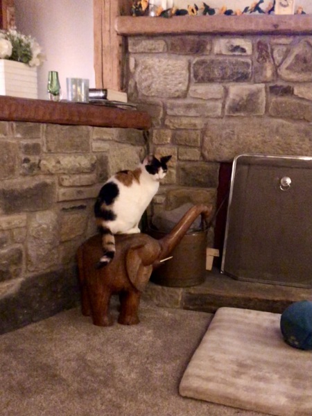 Are your cats training for any careers?