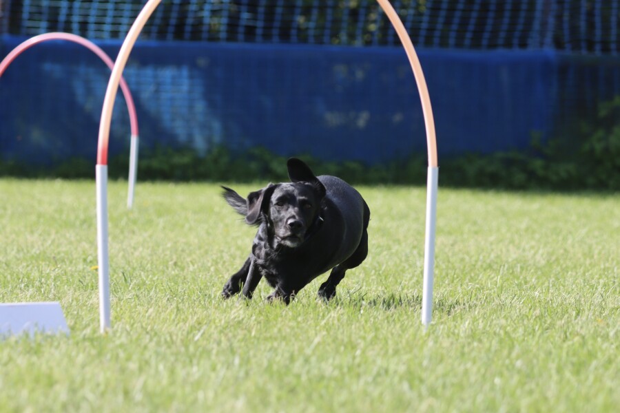 Springador advice please