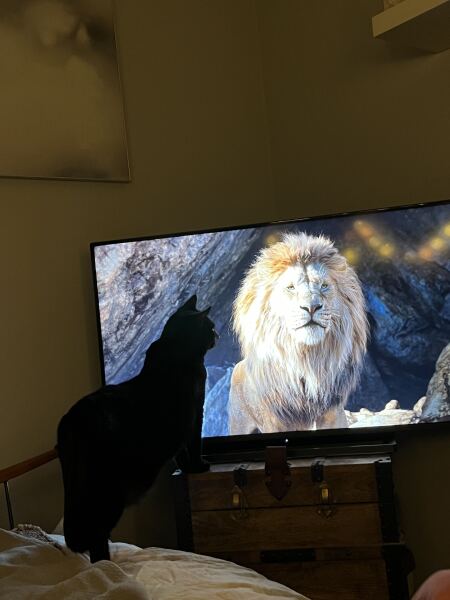 My cat watches TV!