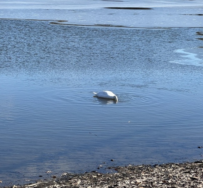 Come and tell us your dull and unexciting news 34: Calmly through the day