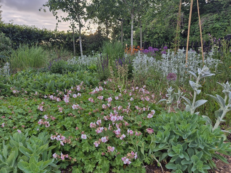 No mow grass or other alternatives?
