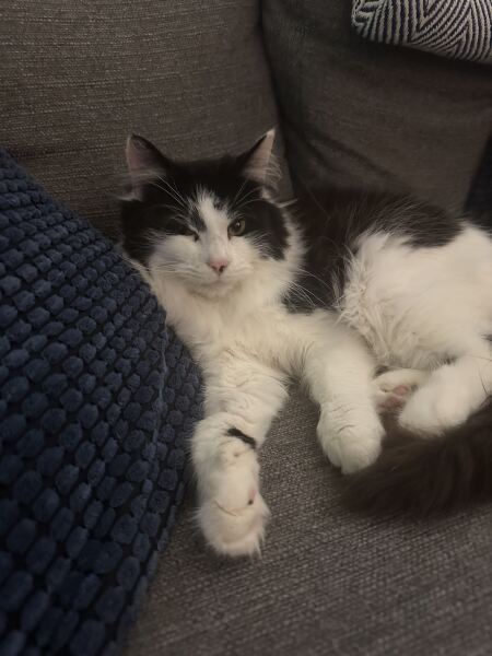 Cat scared of cat flap. Any advice?