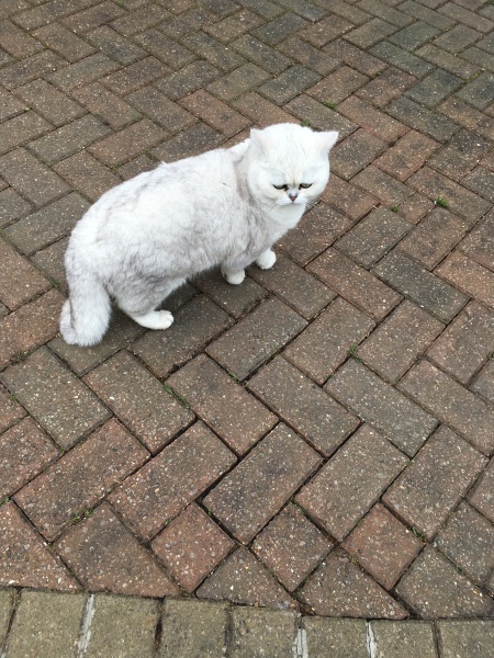 Thread 42 Starmer : Du drikker en kop te, og så tænker du lidt over alting