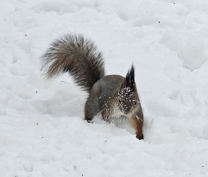 Thread 42 Starmer : Du drikker en kop te, og så tænker du lidt over alting