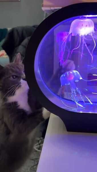 Are your cats training for any careers?