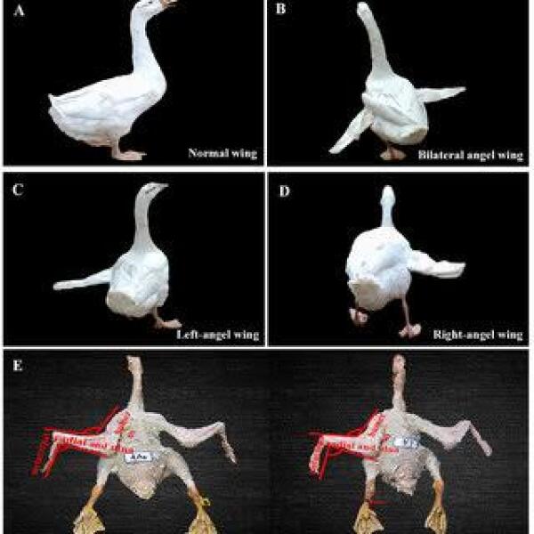 The Swans versus the Food Bank?